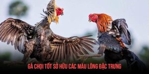 Cách chọn gà chọi hay - Giải pháp cho những chiến thắng giòn giã