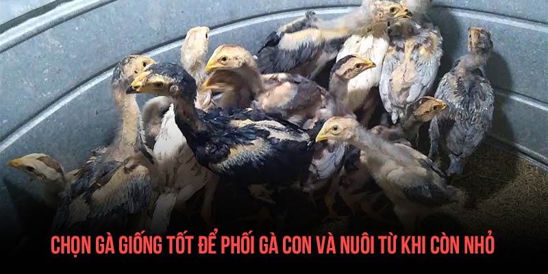 Gà tam địa phủ là nỗi khiếp sợ của đối thủ trên sàn đấu